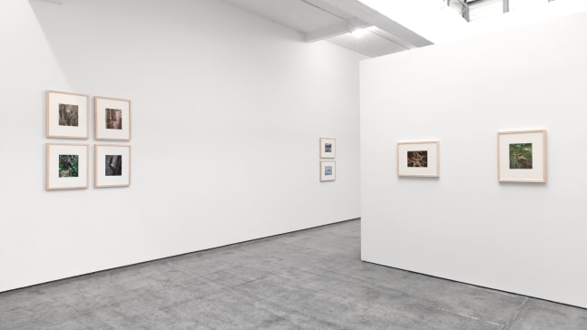 Installation view, Eliot Porter, Curated by Jack Macrae and Kristoffer Haynes, July 3 – August 16, 2013