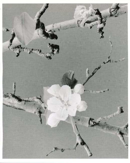 Peter Campus &quot;Wreath (for Hilda)&quot; 1991 Digital photograph 20&quot; x 24&quot; Sheet