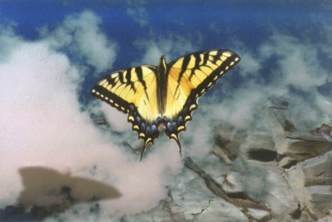 Peter Campus "august two" 1994 Iris print 25 3/8" x 35 7/8" paper size