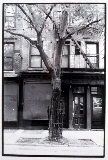Zoe Leonard "Tree & Fence E. 6th St." 1998/99 Gelatin silver print 22" x 15"