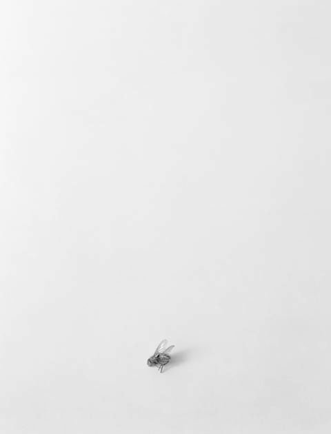 Bing Wright &quot;Still Life 6&quot; 1993 Archival ink jet print 31 x 23 1/2 in.