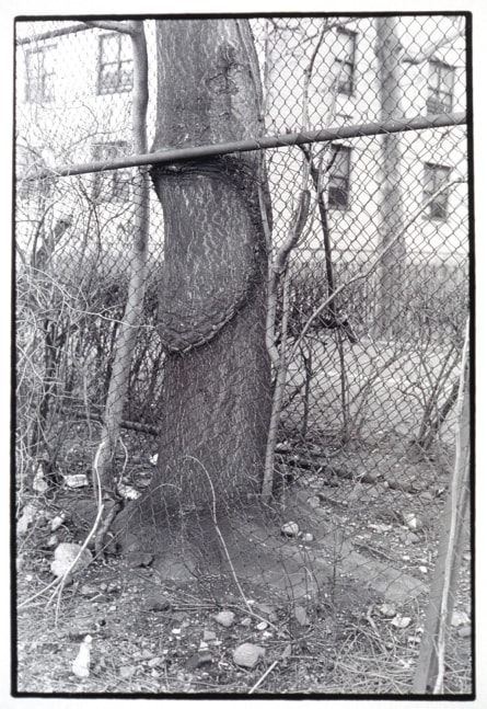 Zoe Leonard "Tree + Fence, Pitt St." 1998 1998 Gelatin silver print