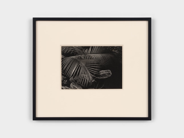 Jay DeFeo
Untitled, 1972
gelatin silver print
6 3/4 x 9 1/2 inches (17.1 x 24.1 cm)
frame: 16 1/4 x 18 3/4 x 1 1/4 in. (41.3 x 47.6 x 3.2 cm)