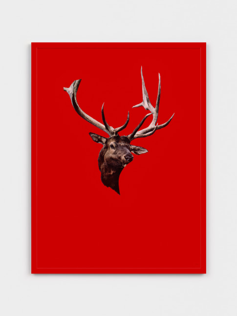 Sarah Charlesworth Stag, 1983 - 1984 cibachrome with lacquered wood frame 41 x 31 in. (104.1 x 78.7 cm) Edition 3 of 3, 2AP blind-stamped using the artist’s embossing seal on the lower right corner of the print, with an estate label on the verso side.