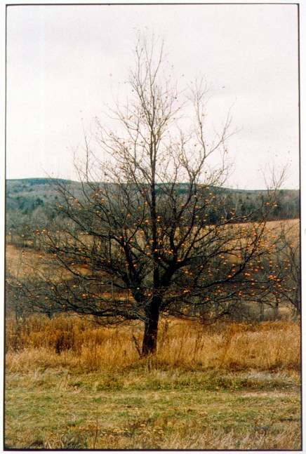 Zoe Leonard "Orange Apples" 2001/2002 C-print 23 x 15 3/8 in.