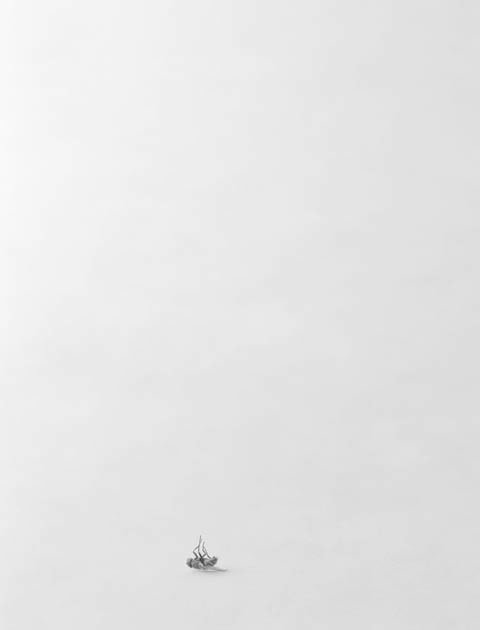 Bing Wright &quot;Still Life 3&quot; 1993 Archival ink jet print 31 x 23 1/2 in.