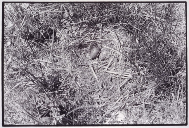 Zoe Leonard "Nest no. 5" 1994/98 Gelatin silver print 11 1/2" x 16 7/8"