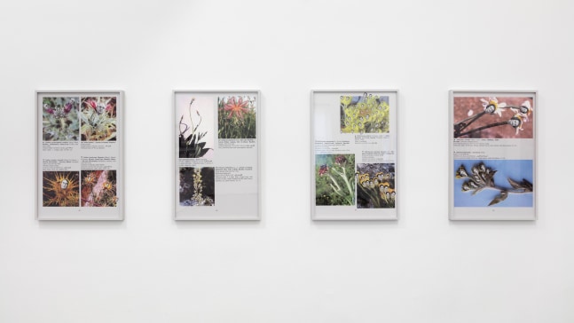 Installation view, Walid Raad, Better be watching the clouds, May 19 – July 14, 2017