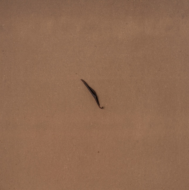 PS14, Untitled (the desireless one) 2019
Found object: dry leaf
4.5 x 0.5 x 0.3 inches | 11.5 x 1.5 x 1 cm