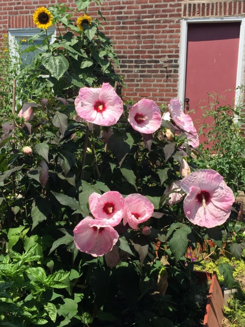 Jan's Garden: A Living Muse by Scott Noel