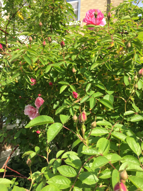 Jan's Garden: A Living Muse by Scott Noel