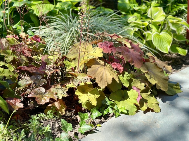 Jan's Garden: A Living Muse by Scott Noel