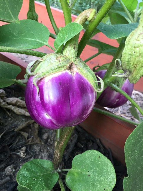 Jan's Garden: A Living Muse by Scott Noel