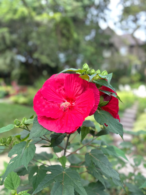 Jan's Garden: A Living Muse by Scott Noel