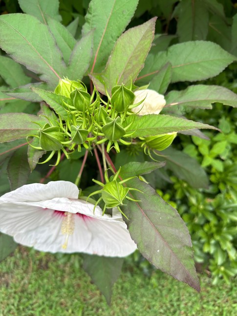 Jan's Garden: A Living Muse by Scott Noel