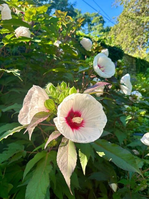 Jan's Garden: A Living Muse by Scott Noel