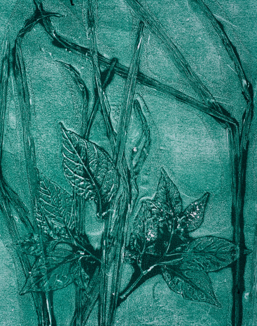 Adjoa J. Burrowes, Garden Imprint 2, 2022
Oil based ink on paper, 15 x 18 inches