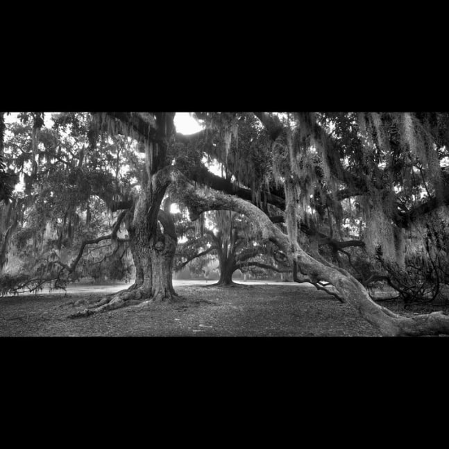 The Oaks of Fontainebleau, LA
B&amp;amp;W 4x10 film capture, printed on cotton rag paper via VuTek printer. Limited Edition of 240
72&amp;quot; x 36&amp;quot;
2016