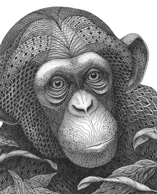 Chimpanzee
ink on acid free paper
7.5&amp;quot; x 9.5&amp;quot;
2015