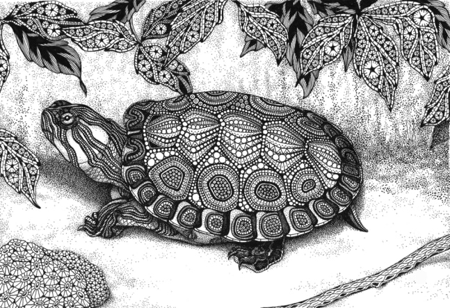Wood Turtle
ink on acid-free paper
9.5&amp;quot; x 6.5&amp;quot;
2016