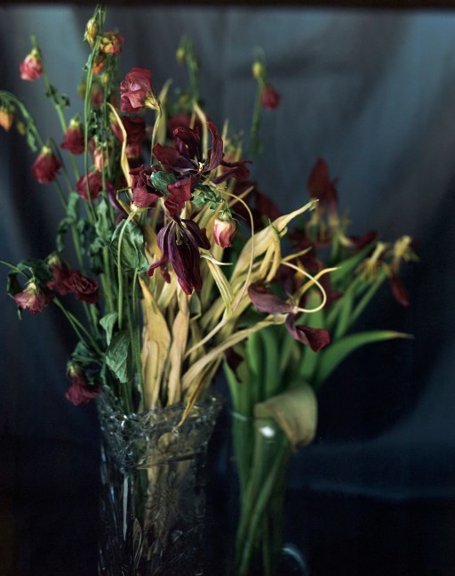 Pink China Rose And Red Tulips  46&quot; x 38&quot;, or 32&quot; x 26&quot;  Signed Archival Pigment Prints  Edition of 5