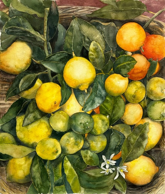 Eileen Goodman, Citrus  25.25” x 21.75”  Watercolor On D’Arches Paper