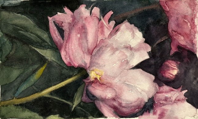 Eileen Goodman, Blossom 8.5&quot; x 14.5&quot;  Watercolor On D'Arches Paper