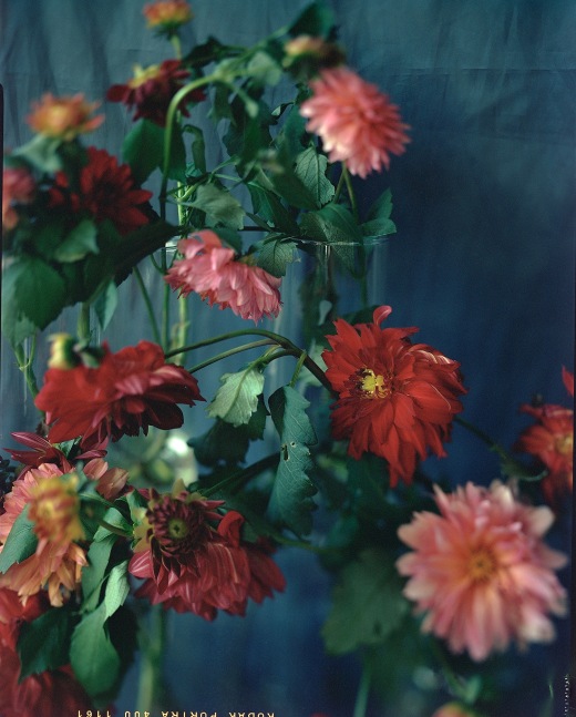 Last October Dahlias, V  46&quot; x 38&quot; or 32&quot; x 26&quot;  Signed Archival Pigment Prints  Edition of 5