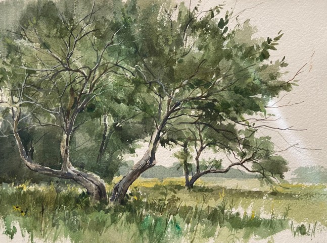 Two Apple Trees Maine  15&quot; x 11&quot;  Watercolor