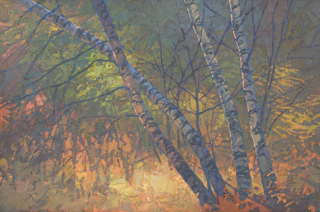 Birches Enveloped II  16&quot; x 24&quot;  Oil On Belgian Linen