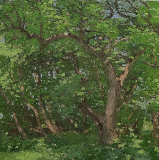 Apple Tree, June  30&quot; x 30&quot;  Oil On Wood
