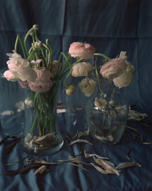 Pink And White Ranunculus, I  46&quot; x 38&quot;, or 32&quot; x 26&quot;  Signed Archival Pigment Prints  Edition of 5