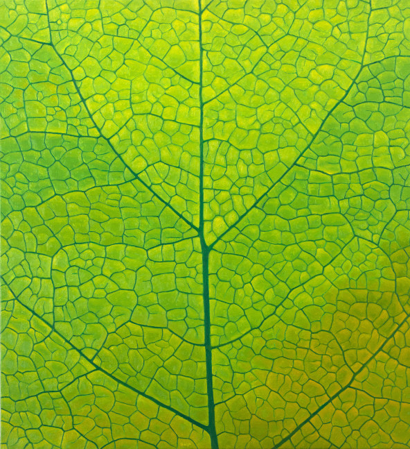 Leaf  24&quot; x 22&quot;  Oil On Linen