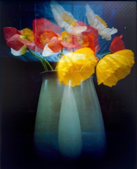 Kitty Bowe Hearty Double Poppies 1/3  2025 35 x 28 x 2 Archival pigment print