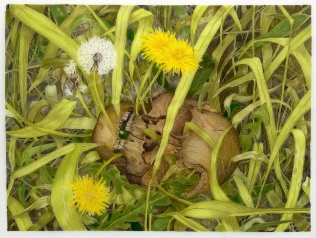 Caitlin Sullivan  Skull in Weeds  9&quot; x 12&quot;  Watercolor And Pencil On Frosted Mylar  2023
