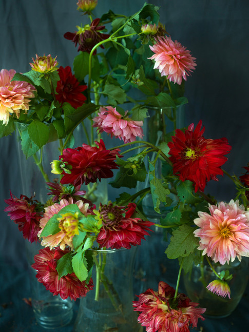 Last Dahlias 7435  46&quot; x 38&quot; or 32&quot; x 26  Archival Pigment Print  Edition of 5