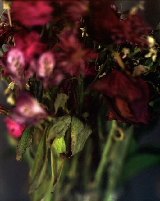 Red And Pink Alstroemeria  46&quot; x 38&quot; or 32&quot; x 26&quot;  Signed Archival Pigment Print  Edition of 5