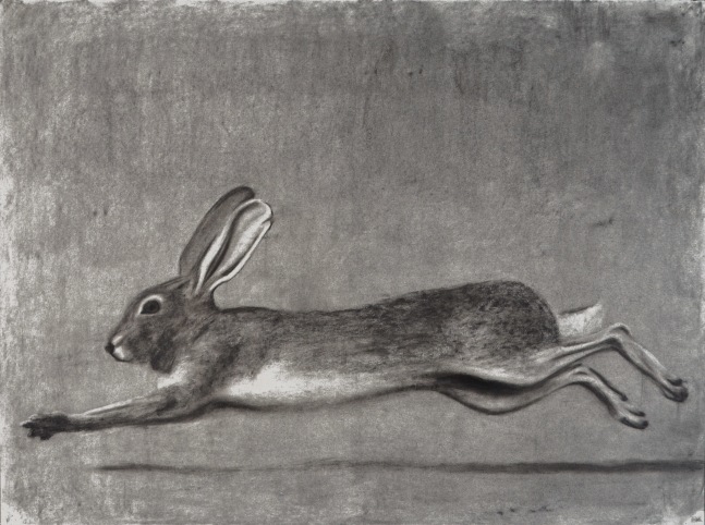 Ted Walsh, Rabbit 22&quot; x 30&quot;   Charcoal On Paper
