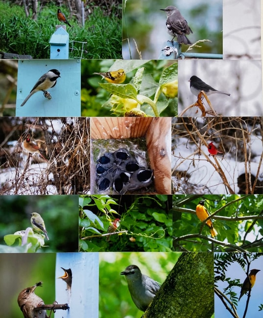 Sofia Moran, Backyard Birds  20&quot; x 15&quot;  Photo Collage