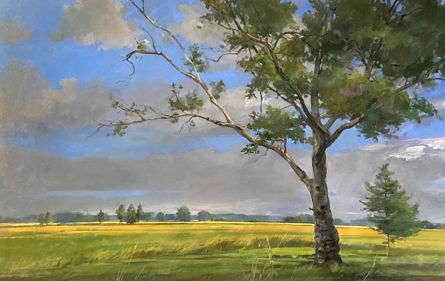 Sycamore And A Field  24” x 38”  Oil On Linen