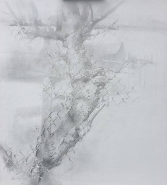 Tree Of St. Sebastian  36&quot; x 33&quot;  Silverpoint