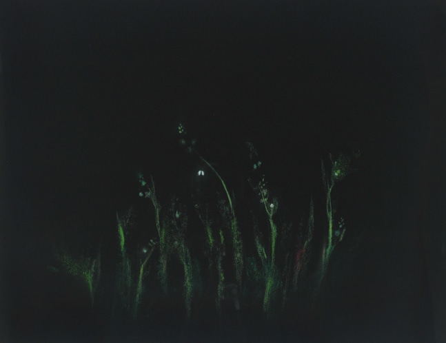 Loren MacIver, Lilies of the Valley II,&amp;nbsp;1955, pastel on black paper, 16 1/2 x 21 inches