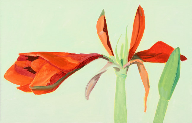 Amaryllis 02, 2006, oil on wood panel, 11 x 17 inches

Available