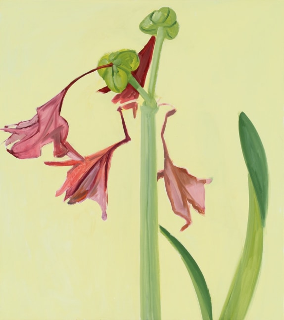 Amaryllis 10, 2006, oil on Masonite, 18 x 16 inches

Sold