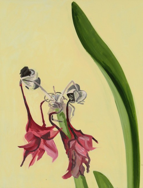 Amaryllis 17, 2006, oil on Masonite, 17 x 13 inches

Sold