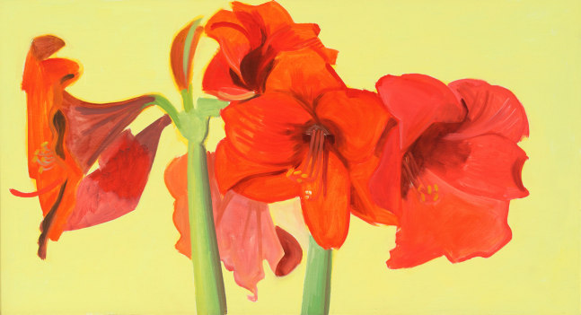 Amaryllis 07, 2006, oil on Masonite, 12 x 22 inches

Sold
