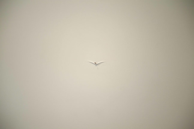 Untitled,&amp;nbsp;2011
Fiberglass, nails, wood, and acrylic
11&amp;quot; x 11&amp;quot; x 2&amp;rdquo; (Each of 3)