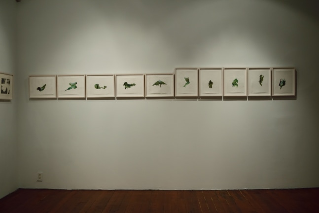 Jungle Tide, 2013
Gouache on paper
12" x 9" (each of 11)
