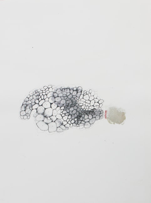Epidermis, 2016
Watercolor, graphite & silver powder on paper
18 3/4" x 15"  
