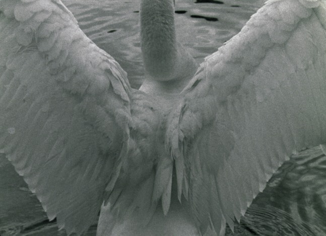 Swan&amp;nbsp;(Film Still)